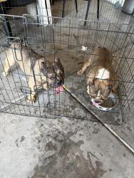 Found/Stray Male Dog last seen Ann rd and tenaya, North Las Vegas, NV 89031
