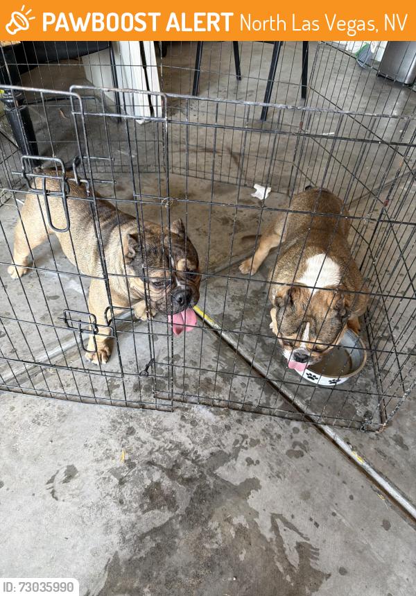 Found/Stray Male Dog last seen Ann rd and tenaya, North Las Vegas, NV 89031