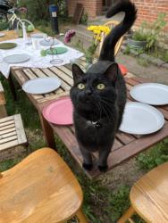 Lost Female Cat last seen Near Whedbee south of Prospect, Fort Collins, CO 80525