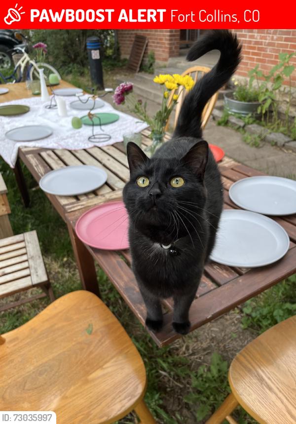 Lost Female Cat last seen Near Whedbee south of Prospect, Fort Collins, CO 80525