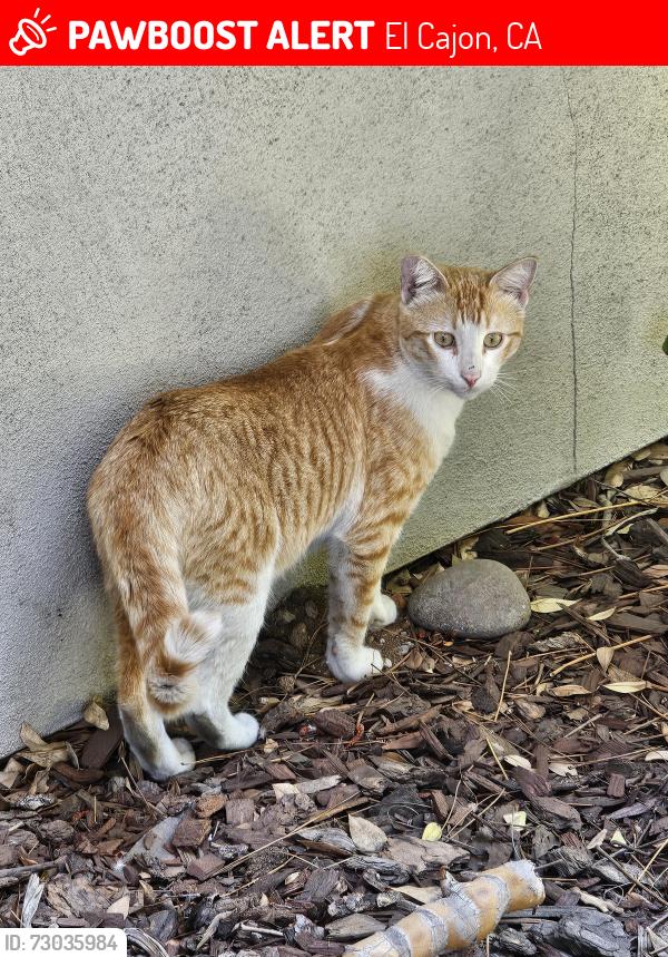Lost Male Cat last seen W Madison , El Cajon, CA 92020