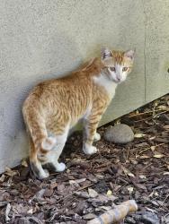 Lost Male Cat last seen W Madison , El Cajon, CA 92020