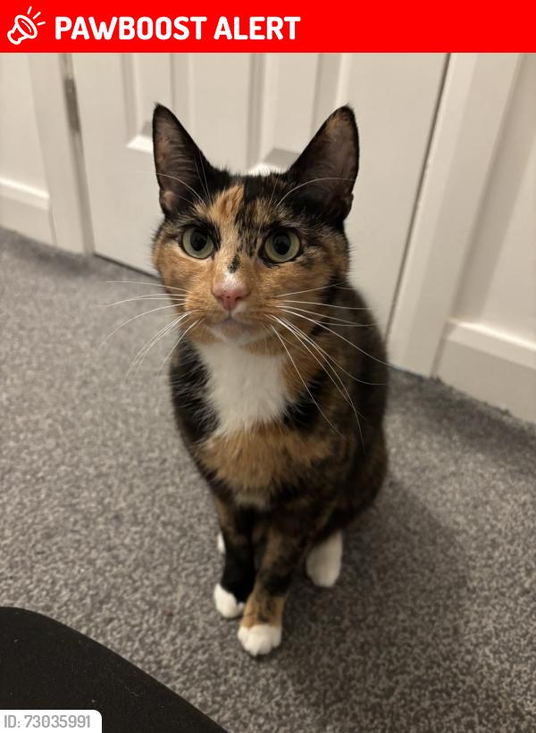 Lost Female Cat last seen Grange Park, Blackpool, England FY3 7PS