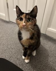 Lost Female Cat last seen Grange Park, Blackpool, England FY3 7PS