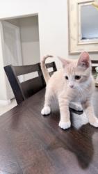 Found/Stray Male Cat last seen Merrill and Citrus, Fontana, CA 92335