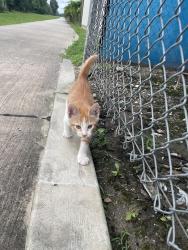 Found/Stray Unknown Cat last seen Witte Rd & Pine Lake, Houston, TX 77055
