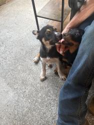 Found/Stray Male Dog last seen Just after east st., Tyler, TX 75703
