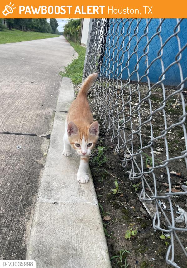 Found/Stray Unknown Cat last seen Witte Rd & Pine Lake, Houston, TX 77055