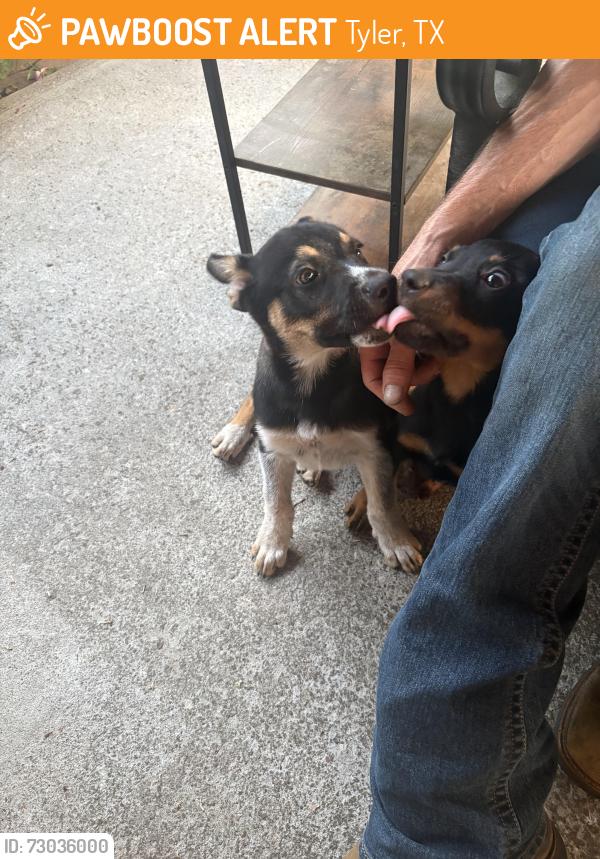 Found/Stray Male Dog last seen Just after east st., Tyler, TX 75703