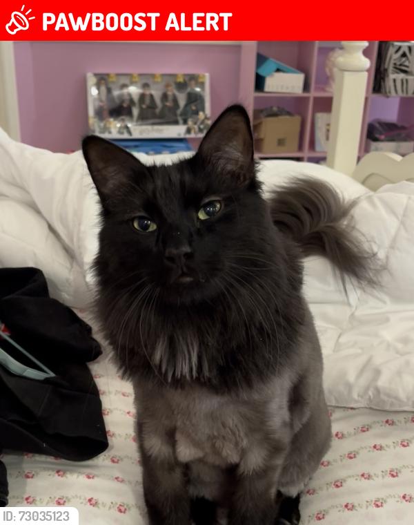 Lost Male Cat last seen Markham woods rd , Seminole County, FL 32779