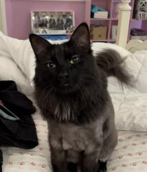 Lost Male Cat last seen Markham woods rd , Seminole County, FL 32779