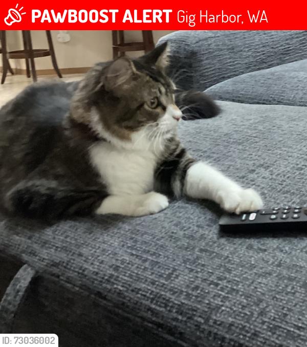 Lost Female Cat last seen Wright Bliss and 134th St nw Key Peninsula, Gig Harbor, WA 98329