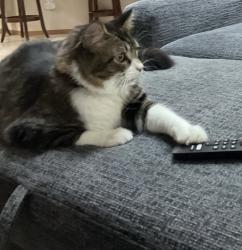 Lost Female Cat last seen Wright Bliss and 134th St nw Key Peninsula, Gig Harbor, WA 98329