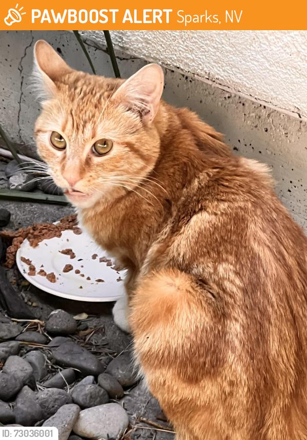 Found/Stray Male Cat last seen Our Place Shelter, Sparks, NV 89431