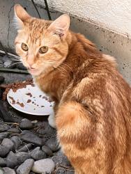 Found/Stray Male Cat last seen Our Place Shelter, Sparks, NV 89431