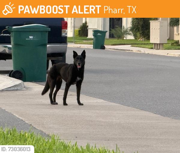 Found/Stray Unknown Dog last seen Sugar road, Pharr, TX 78577