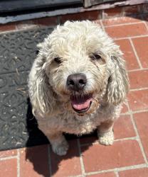 Found/Stray Male Dog last seen Bahama and Dempsey North Hills, CA, Los Angeles, CA 91343