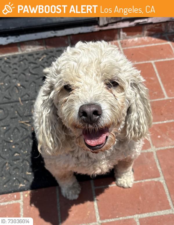 Found/Stray Male Dog last seen Bahama and Dempsey North Hills, CA, Los Angeles, CA 91343
