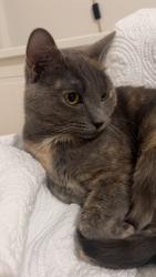 Reunited Female Cat last seen Near Donut Delight on Halloween St/ Jefferson St/ Magee Ave, Stamford, CT 06902