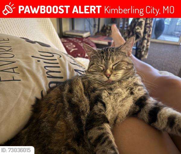 Lost Female Cat last seen Ozark Mountain resort drive and highway 13, Kimberling City, MO 65686