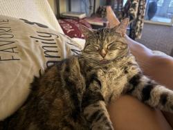 Lost Female Cat last seen Ozark Mountain resort drive and highway 13, Kimberling City, MO 65686