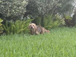 Found/Stray Unknown Dog last seen Sugar road, Pharr, TX 78577