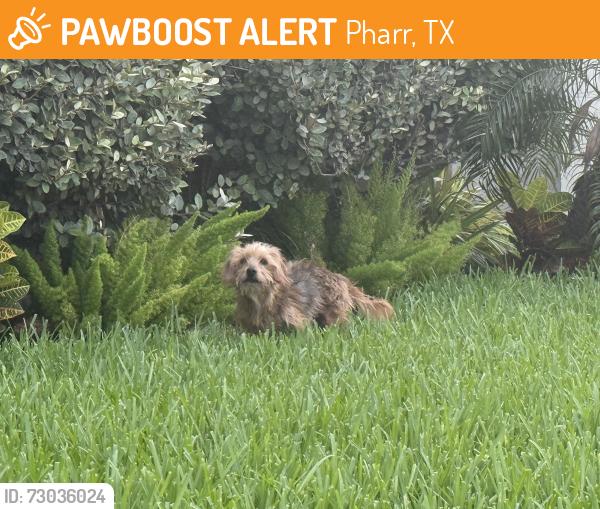 Found/Stray Unknown Dog last seen Sugar road, Pharr, TX 78577