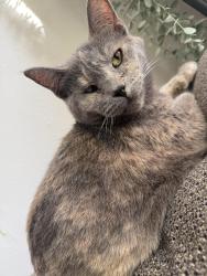 Lost Female Cat last seen Wiley Blvd, Cedar Rapids, IA 52404