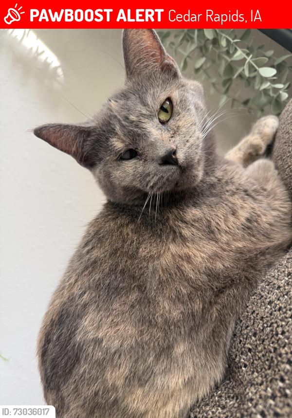 Lost Female Cat last seen Wiley Blvd, Cedar Rapids, IA 52404