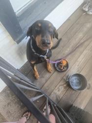 Found/Stray Male Dog last seen hse , Yellow Door, Dallas, TX 75215