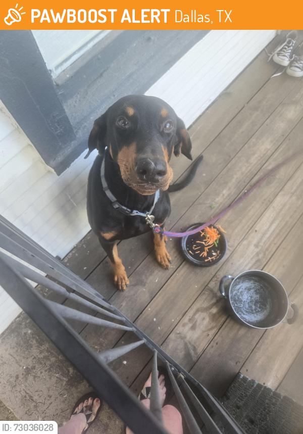 Found/Stray Male Dog last seen hse , Yellow Door, Dallas, TX 75215