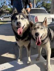 Reunited Unknown Dog last seen Avocado & Turin , Anaheim, CA 92805