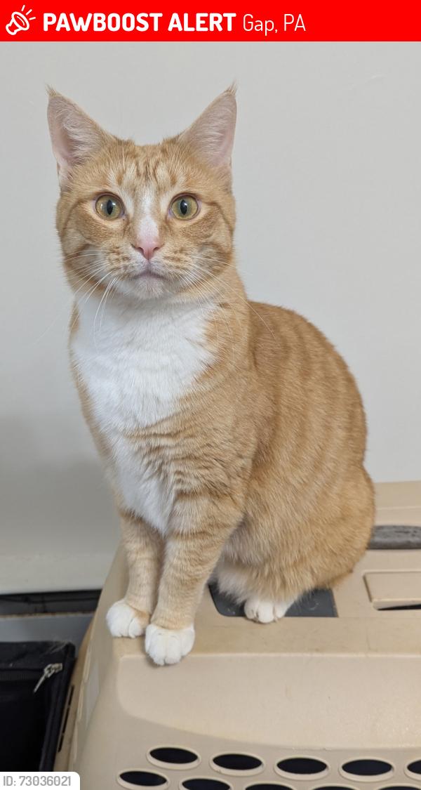 Lost Male Cat last seen Compass road, Gap, PA 17527