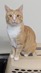Lost Male Cat last seen Compass road, Gap, PA 17527