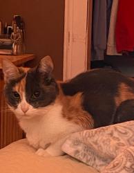 Lost Female Cat last seen Oak Grove Elementary, Graton, CA 95472