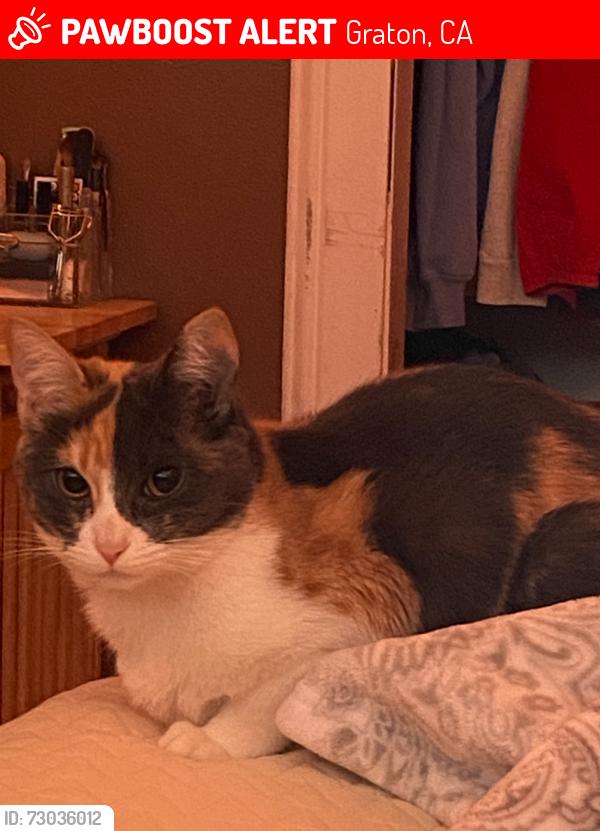 Lost Female Cat last seen Oak Grove Elementary, Graton, CA 95472