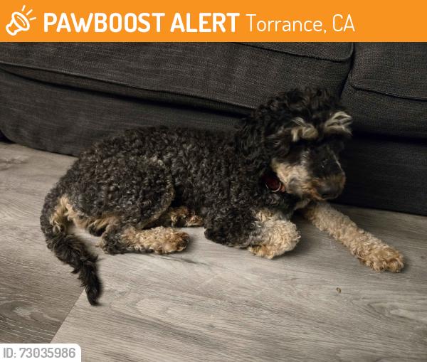 Found/Stray Male Dog last seen Torrance Blvd and Hawthorne Blvd, Torrance, CA 90503
