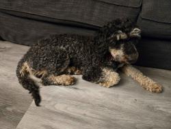 Found/Stray Male Dog last seen Torrance Blvd and Hawthorne Blvd, Torrance, CA 90503