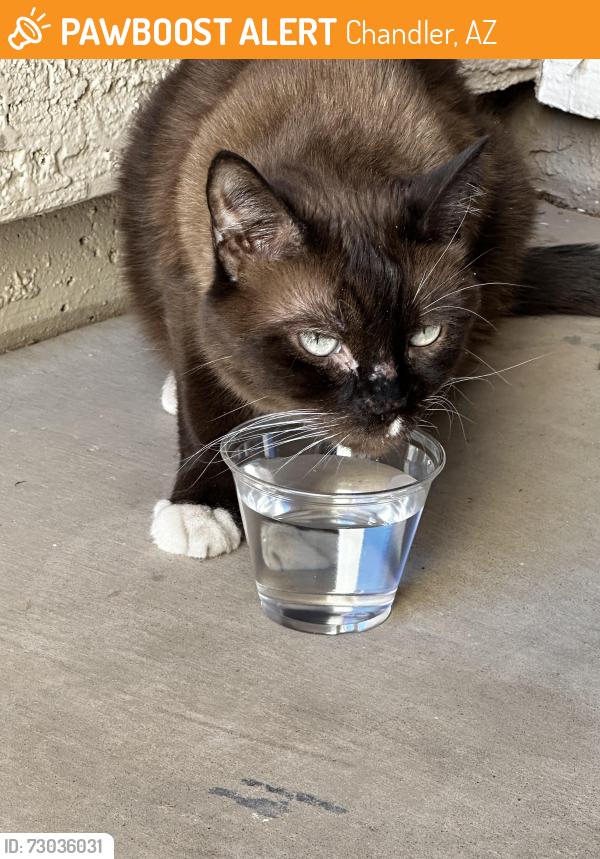 Found/Stray Unknown Cat last seen Dobson & Ray, Chandler, AZ 85224
