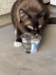 Found/Stray Unknown Cat last seen Dobson & Ray, Chandler, AZ 85224