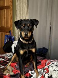Reunited Female Dog last seen Struckman and Buttercup, Bartlett, IL 60103