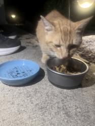 Found/Stray Unknown Cat last seen Hunter Hill Rd, Rocky Mount, NC 27804