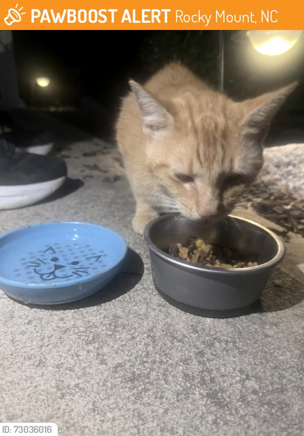 Found/Stray Unknown Cat last seen Hunter Hill Rd, Rocky Mount, NC 27804