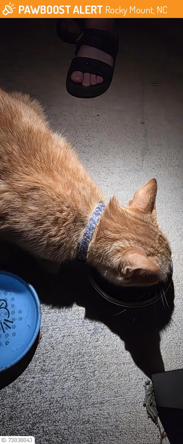 Found/Stray Unknown Cat last seen Pool, Rocky Mount, NC 27804