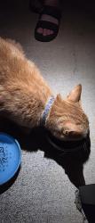 Found/Stray Unknown Cat last seen Pool, Rocky Mount, NC 27804