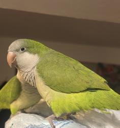 Lost Male Bird last seen Reinli St, Austin, TX 78723