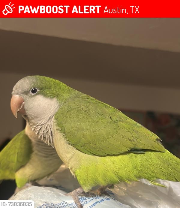 Lost Male Bird last seen Reinli St, Austin, TX 78723