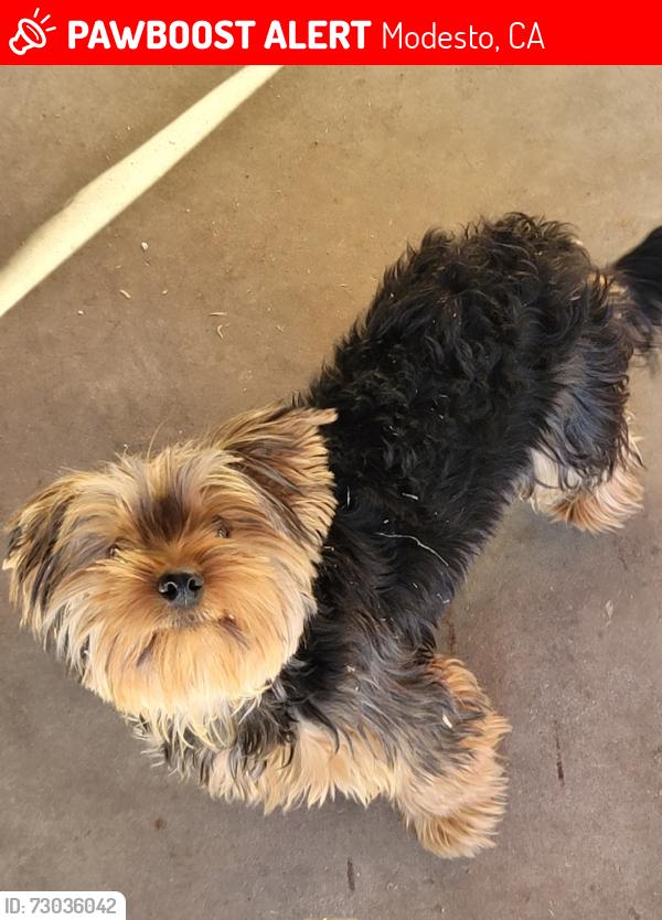 Lost Male Dog last seen Afton Way, Modesto, CA 95354