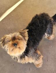 Lost Male Dog last seen Afton Way, Modesto, CA 95354