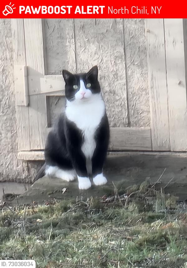Lost Male Cat last seen Union st and buffalo road, North Chili, NY 14514